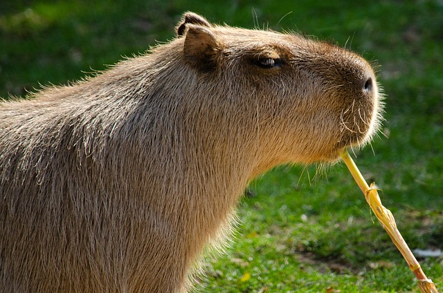 Capybara Jokes for Every Situation