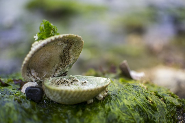 Clam Puns for the Family