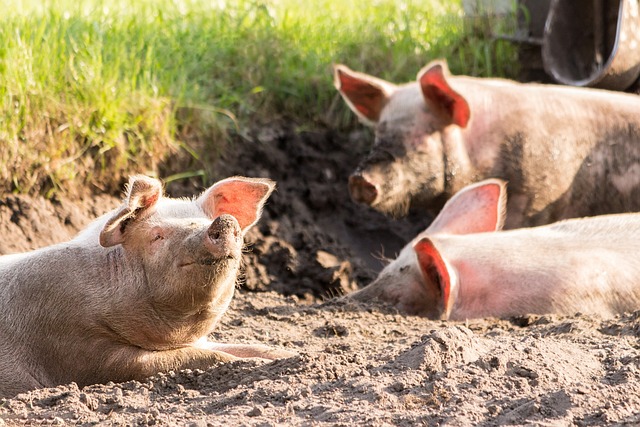 Pigs Love a Good Party