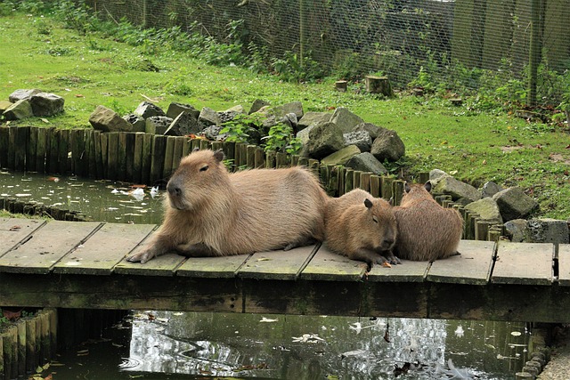 Sweet and Cute Capybara Puns