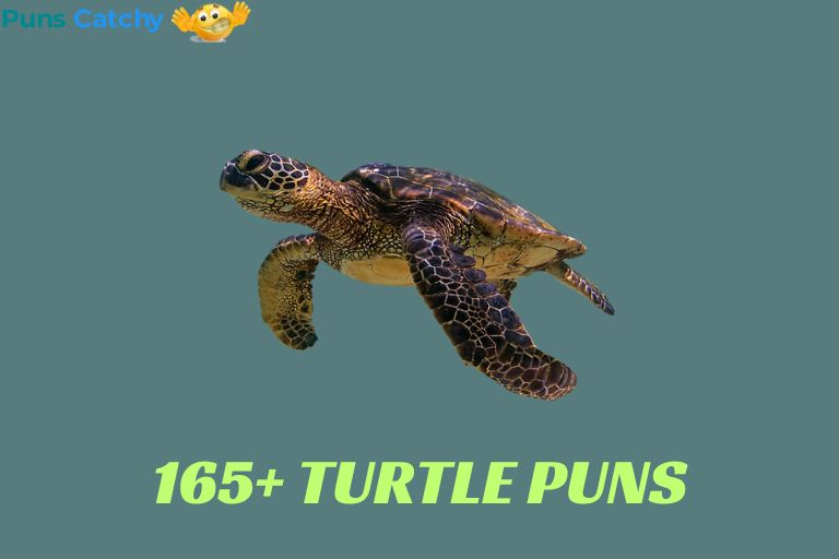 Turtle Puns